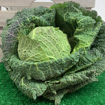 Savoy Cabbage